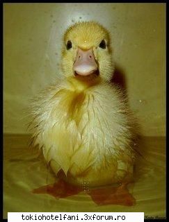 cu fulgi cu tot..? :((.. scuze dar penele nu mi-au crescut inca....:* why love someone who doesn't
